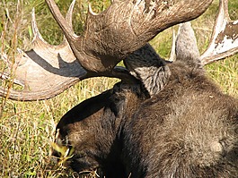 駝鹿,野生,動物