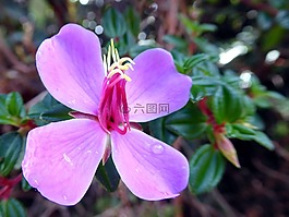 花,紫,黄色