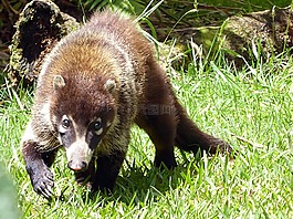 coatis,布朗,哥斯達黎加
