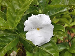 花,白,綠色