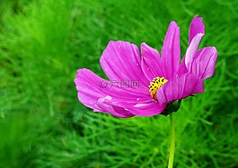 開花,花,蜜蜂