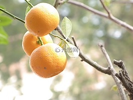 橙色,水果,植物