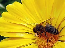 開花,昆蟲,花