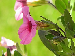 鮮花,性質(zhì),花園