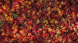 葉,秋天的樹葉,秋季