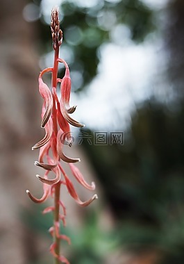 花,植物區(qū)系,自然