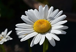 瑪格麗特,花,開花