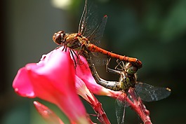 蜻蜓,wasserjungfer,bug