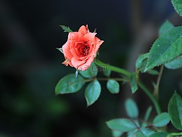 玫瑰,紅,花