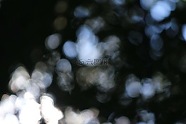 散景,森林,背景