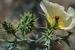 異國(guó)情調(diào)的花,花,植物