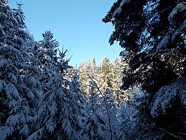 冬天,雪,景觀
