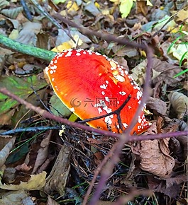 紅色,蘑菇,秋季