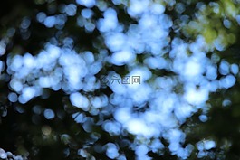 散景,森林,背景