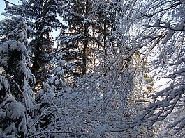 雪,冬天,景觀