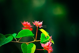 自然,葉,植物區(qū)系