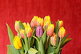 郁金香,郁金香花束,束鮮花