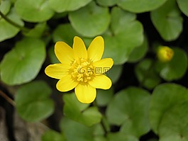 黃色,花,開花
