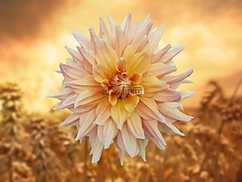 花,橙,夏季