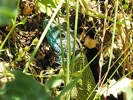 蜥蜴,爬行動(dòng)物,動(dòng)物