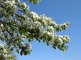 白,鮮花,天空