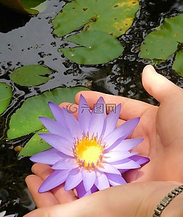 水百合,手的水百合,花