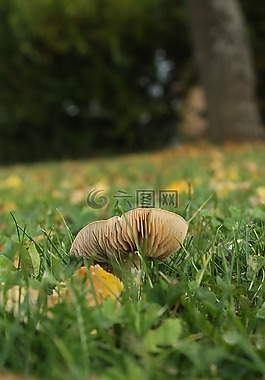 蘑菇,秋季,性質