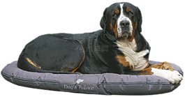 狗,bernese 山狗,查看