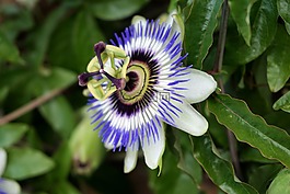 西番莲,花,性质
