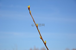 分支,腎,天空