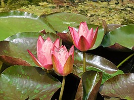 睡蓮,粉紅色的水百合,鮮花