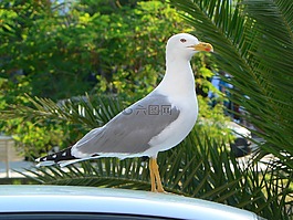 海鷗,城市野生動物,ave