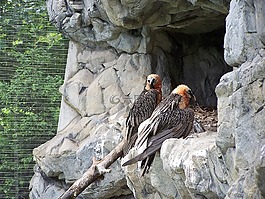 動(dòng)物園,因斯布魯克,高山動(dòng)物園