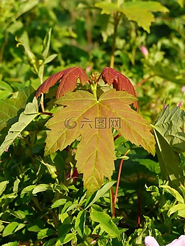 葉子,楓葉,秋天的顏色