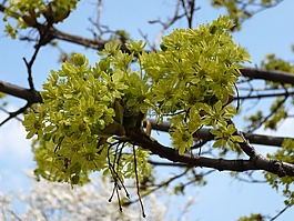 鮮花,開花,春