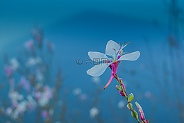 花,藍(lán)色,自然