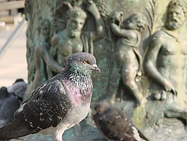 鸽子,翼,常设