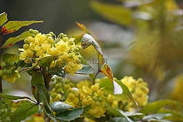 廠,開(kāi)花,黃色
