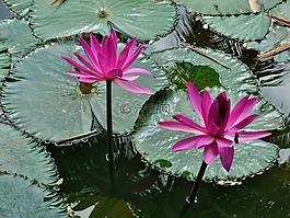 水,百合,粉紅色