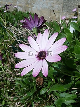 花,紫,性質(zhì)