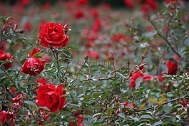 散景,小花,玫瑰