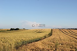 農(nóng)業(yè),小麥,原野