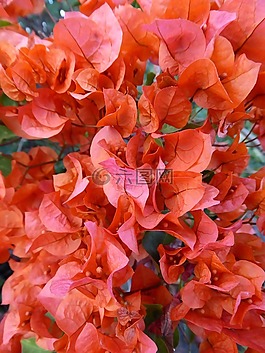 花,紅色,葉
