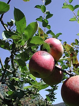蘋(píng)果,水果,樹(shù)