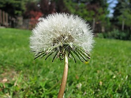 蒲公英,植物,性質(zhì)