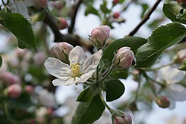 蘋果樹開花,春天,性質(zhì)