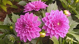 花,大自然,植物