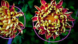 菊花,相天堂,tomoenishiki