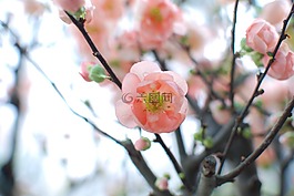 櫻花,鮮花