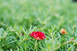 花,野花,草